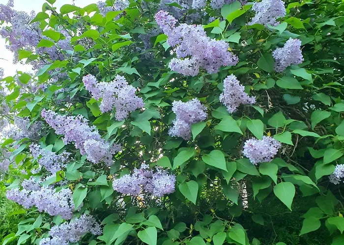 Tranquil In Picturesque Neighborhood *